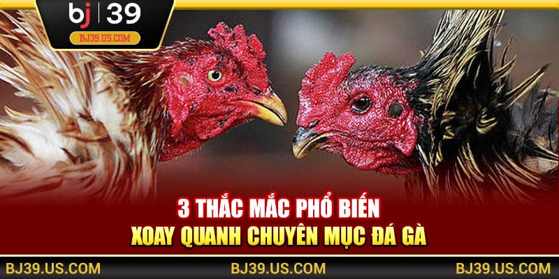3 thắc mắc phổ biến xoay quanh chuyên mục đá gà