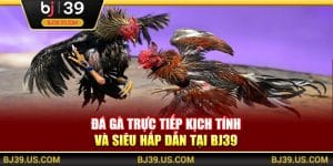 Đá gà trực tiếp