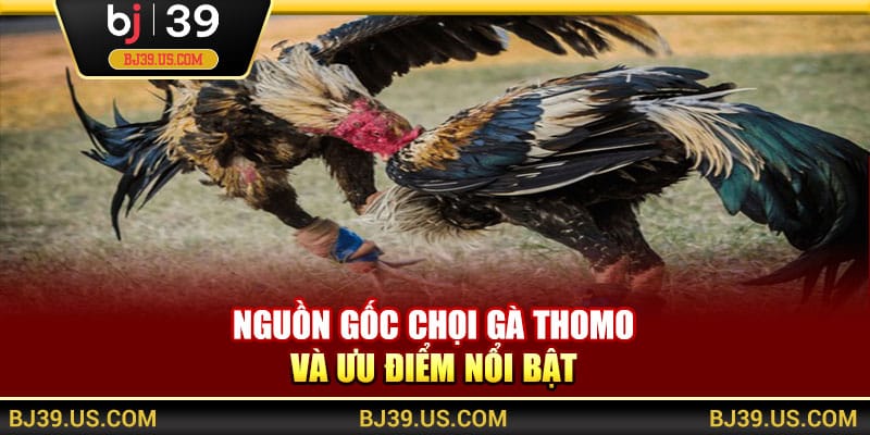 Nguồn gốc chọi gà Thomo và ưu điểm nổi bật