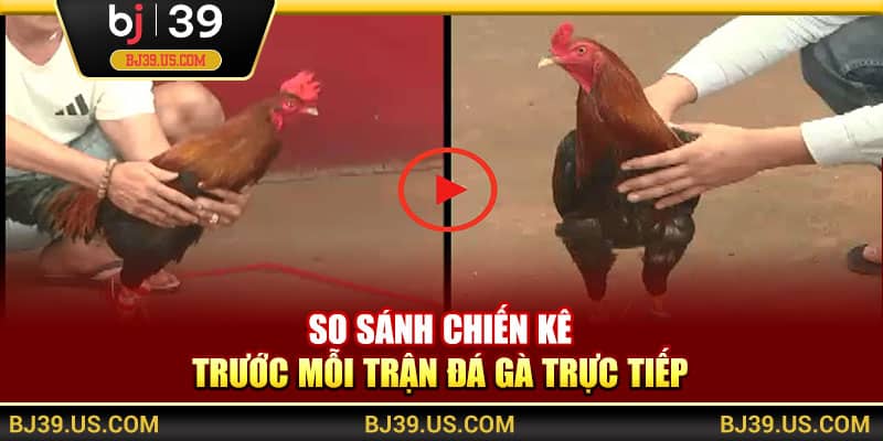 So sánh chiến kê trước mỗi trận đá gà trực tiếp